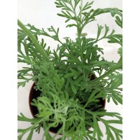 Jagged Leaf Fern Lavender - 4" Pot - Very Fragrant   